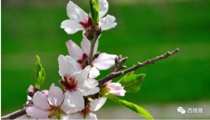 貴族堅(jiān)果-加州扁桃仁(圖5) 貴族堅(jiān)果-加州扁桃仁(圖5)