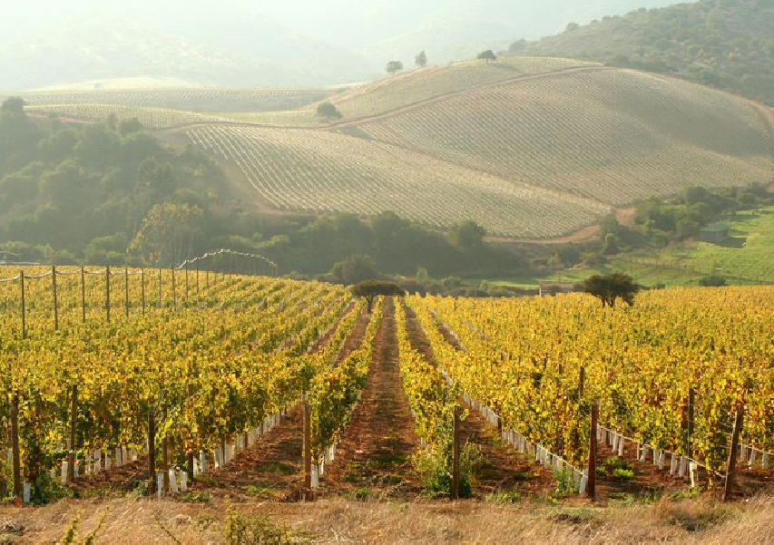 西微雅邀請(qǐng)美國(guó)加州葡萄干管理委員會(huì)陸老師為員工進(jìn)行產(chǎn)品培訓(xùn)(圖5)