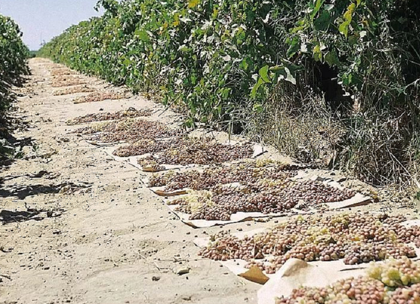 西微雅邀請(qǐng)美國(guó)加州葡萄干管理委員會(huì)陸老師為員工進(jìn)行產(chǎn)品培訓(xùn)(圖6)