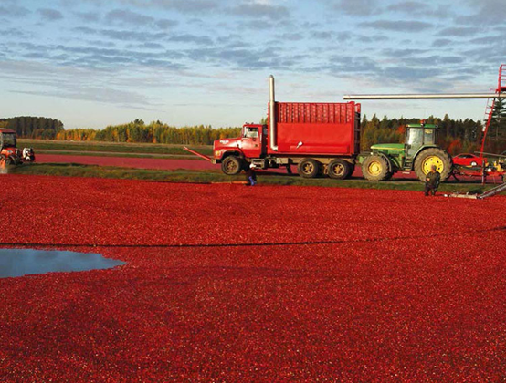 蔓越莓干批發(fā)廠家國(guó)內(nèi)如何生產(chǎn)蔓越莓干(圖1) 蔓越莓干批發(fā)廠家國(guó)內(nèi)如何生產(chǎn)蔓越莓干(圖1)