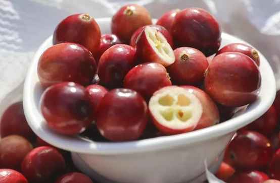 蔓越莓干批發(fā)廠家國(guó)內(nèi)如何生產(chǎn)蔓越莓干(圖2) 蔓越莓干批發(fā)廠家國(guó)內(nèi)如何生產(chǎn)蔓越莓干(圖2)