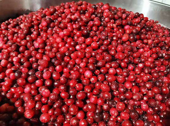 蔓越莓干批發(fā)廠家國(guó)內(nèi)如何生產(chǎn)蔓越莓干(圖3) 蔓越莓干批發(fā)廠家國(guó)內(nèi)如何生產(chǎn)蔓越莓干(圖3)